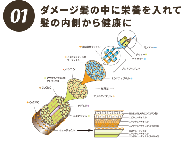 ダメージ髪の中に栄養を入れて 髪の内側から健康に